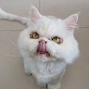 sunnyyang1012 avatar