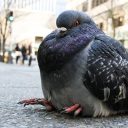 sunpigeon avatar