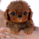 sunrisedahlia avatar