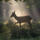 sunsetovertheocean avatar