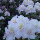 sunsetphotofan avatar