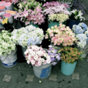 sunsets-of-strawberries avatar