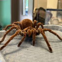 sunsetspacehuman avatar