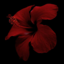 sunsetsugarclouds avatar