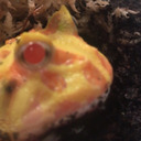 sunshine-frog avatar