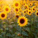 sunshine-makes-flowers-grow avatar
