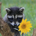 sunshine-n-raccoons avatar