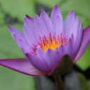 sunshineandmercury avatar