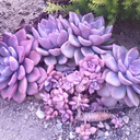 sunshineandsucculents-blog avatar