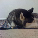 sunshinebunnie avatar