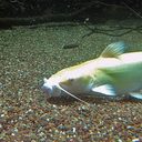 sunshinedbells avatar