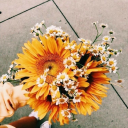 sunshineeflowersblog avatar