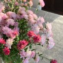 sunshineflora avatar