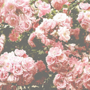 sunshineflowersncats avatar