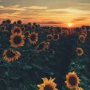 sunshinemarauder avatar