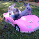 sunshineoftheday avatar