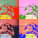 sunshineraccoon avatar