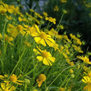 sunshinestream avatar