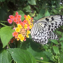 sunshinewithmylemonade avatar