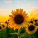 sunshxnebxtch avatar