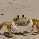 sunsickcrab avatar