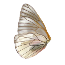 sunsummonerrs avatar