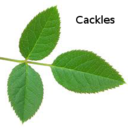 super-art-tastic avatar