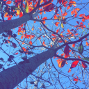 super-cena-to-the-rescue avatar