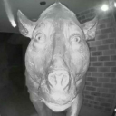 super-lazy-fabi avatar