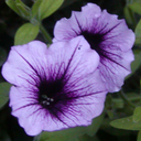 super-nova1113 avatar