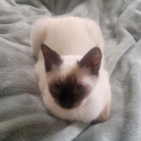 super-nova2699 avatar