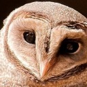 super-sootica avatar