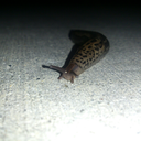 super-sweet-slugs avatar