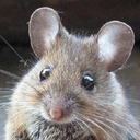 superamazingmouse-blog avatar