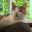 superawesome40 avatar