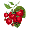 superb-owl-1316 avatar