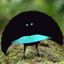 superbbirdofparadise avatar