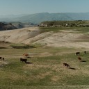 supercanariesold avatar