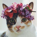 supercoolnerd avatar