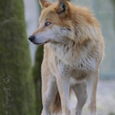 supercrystalevers avatar