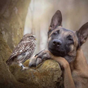 superfangirlundercover avatar