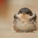 superherotrash avatar