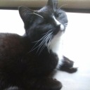 superkitten333 avatar