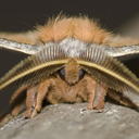 supermoth-friendbug avatar