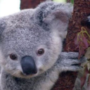 supernaturalgurl13 avatar