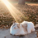 supernaturalkitten avatar