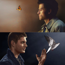 supernaturallyshinee avatar