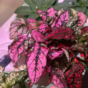 supernova-for-a-night-light avatar