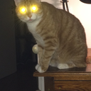 supernutcollectionuniverse avatar