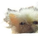 superpeanutgarden avatar